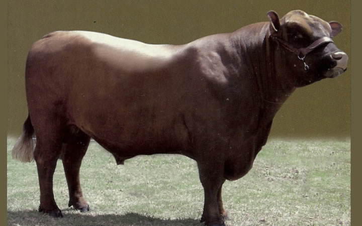 toros-carne-angus-rojo