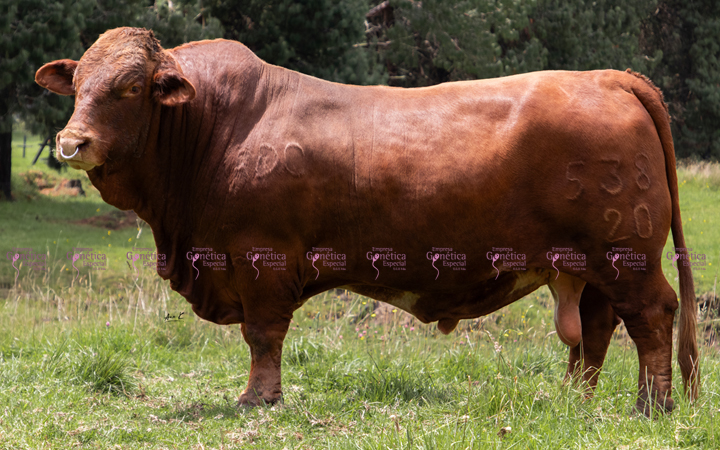 toros-carne-beefmaster