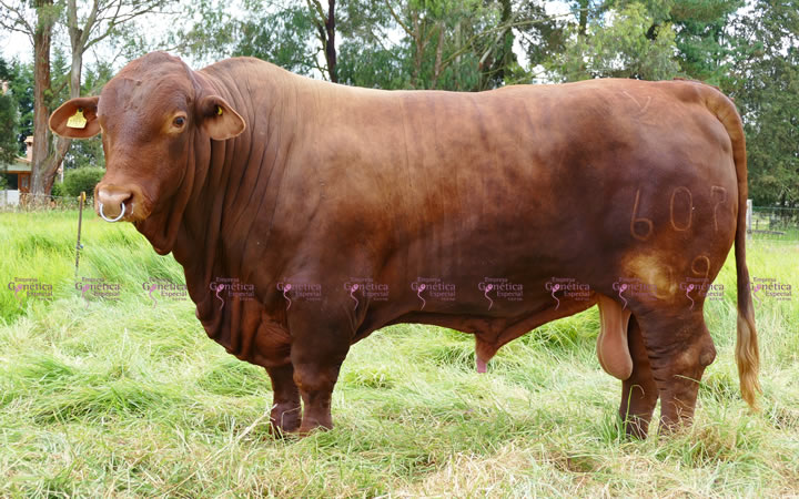 toros-carne-beefmaster