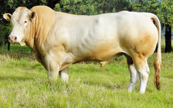 toros-carne-Blonde-D`Aquitaine