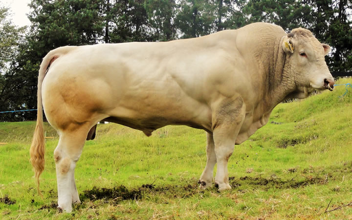 toros-carne-Blonde-D`Aquitaine