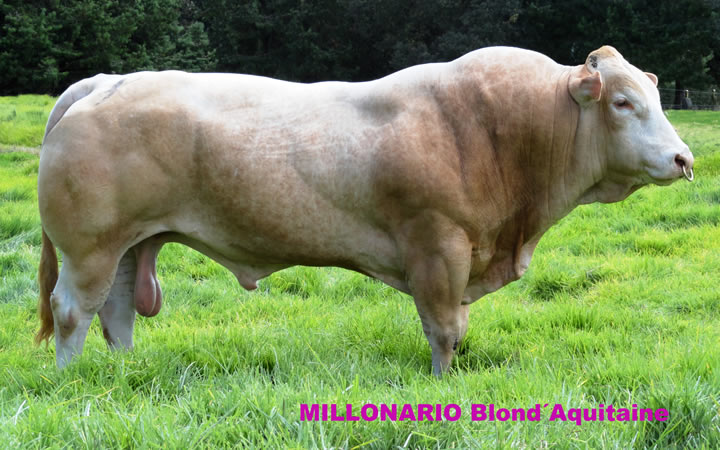 toros-carne-Blonde-D`Aquitaine