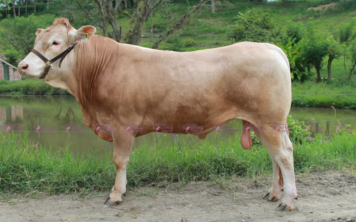 toros-carne-Blonde-D`Aquitaine