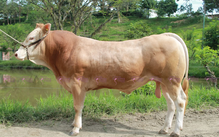 toros-carne-Blonde-D`Aquitaine