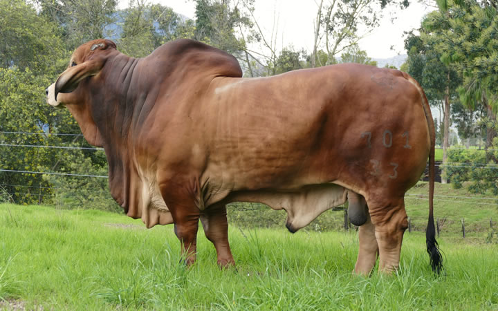 toros-carne-brahman-rojo