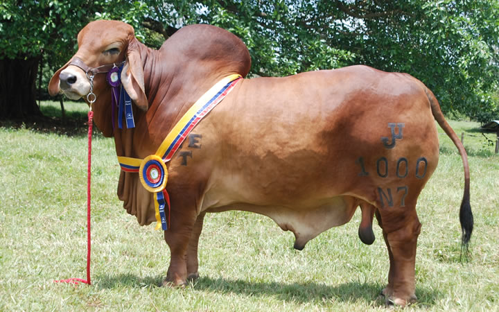 toros-carne-brahman-rojo