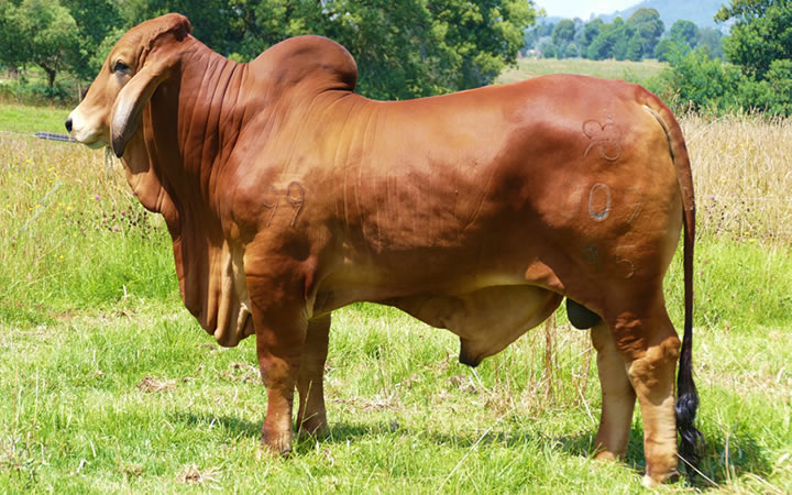 toros-carne-brahman-rojo