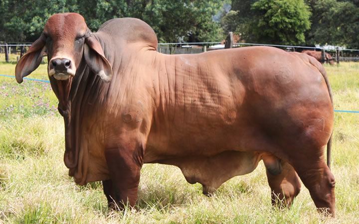 toros-carne-brahman-rojo