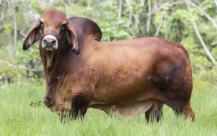toros-carne-brahman-rojo