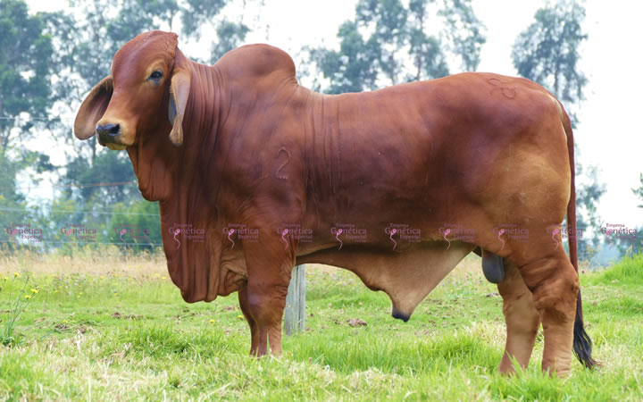 toros-carne-brahman-rojo