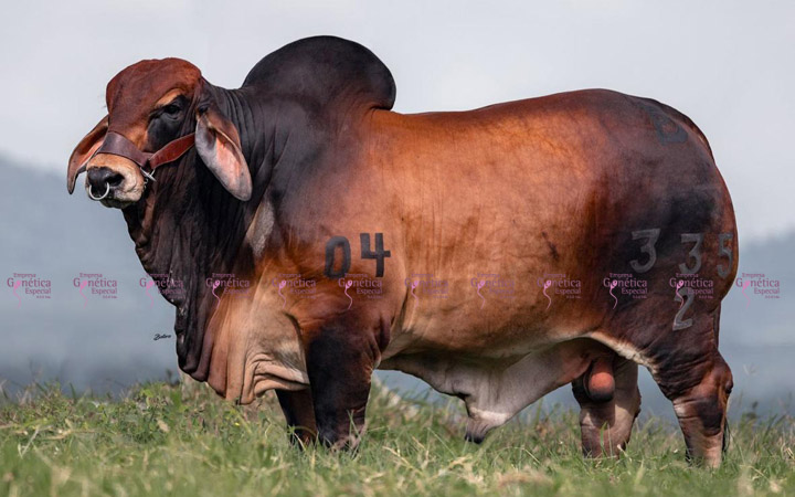toros-carne-brahman-rojo
