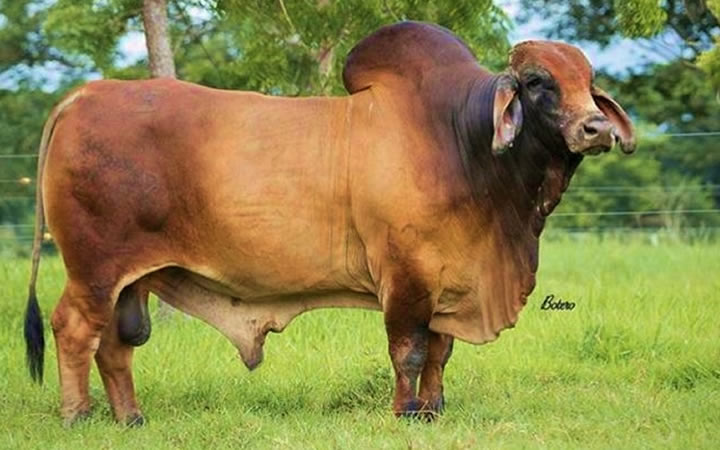 toros-carne-brahman-rojo