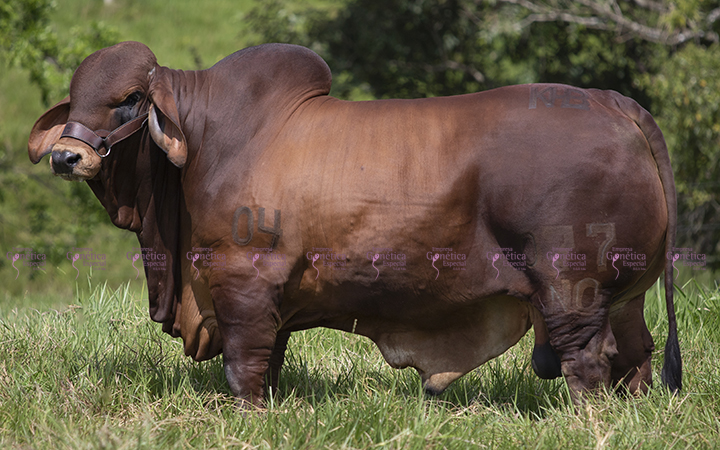 toros-carne-brahman-rojo