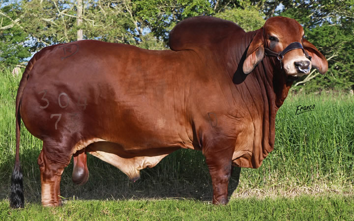 toros-carne-brahman-rojo