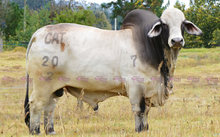 toros-carne-brahman-gris