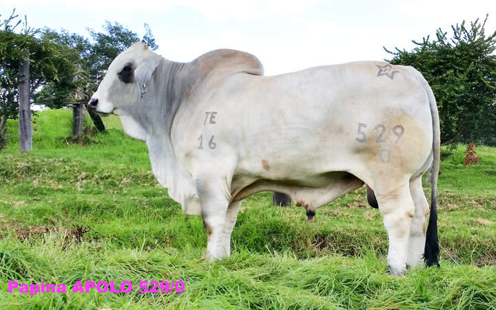 toros-carne-brahman-gris