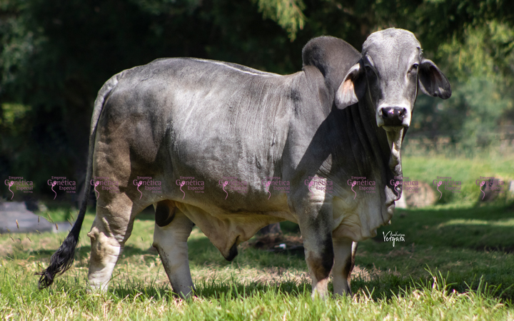 toros-carne-brahman-gris