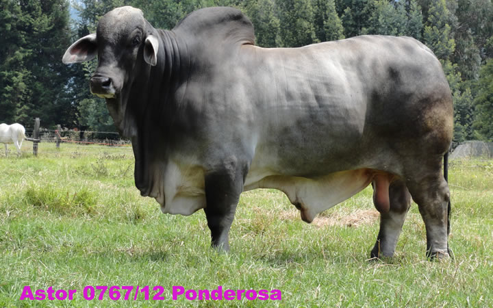 toros-carne-brahman-gris