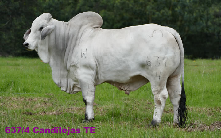 toros-carne-brahman-gris
