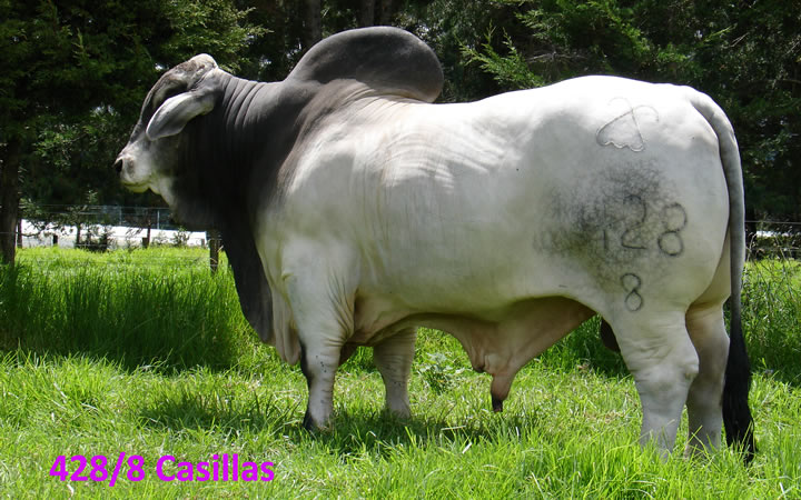toros-carne-brahman-gris
