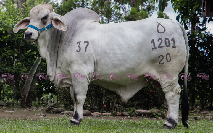 toros-carne-brahman-gris