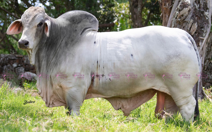 toros-carne-brahman-gris