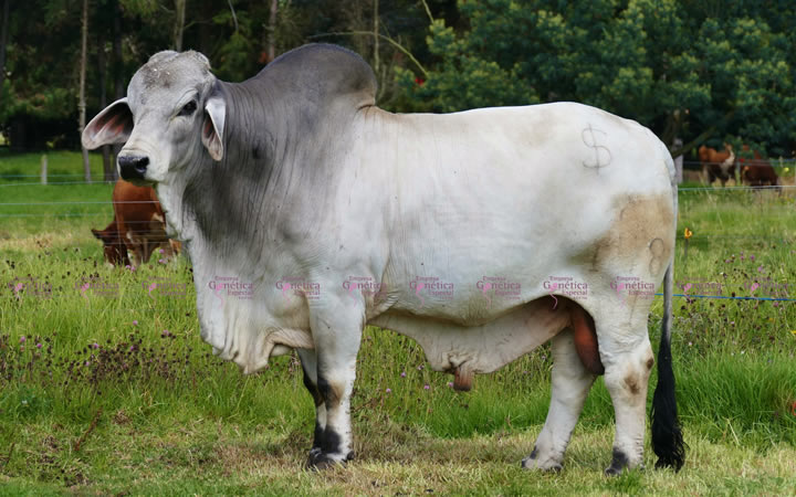 toros-carne-brahman-gris