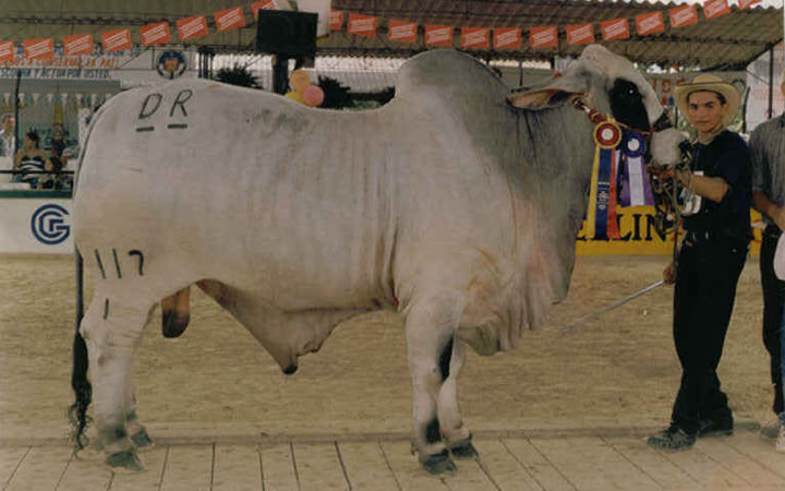 toros-carne-brahman-gris