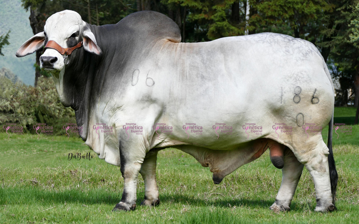 toros-carne-brahman-gris
