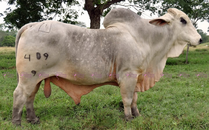 toros-carne-brahman-gris