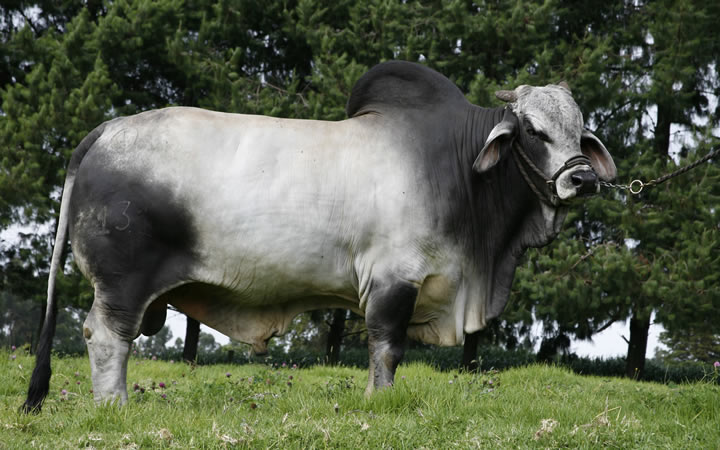 toros-carne-brahman-gris