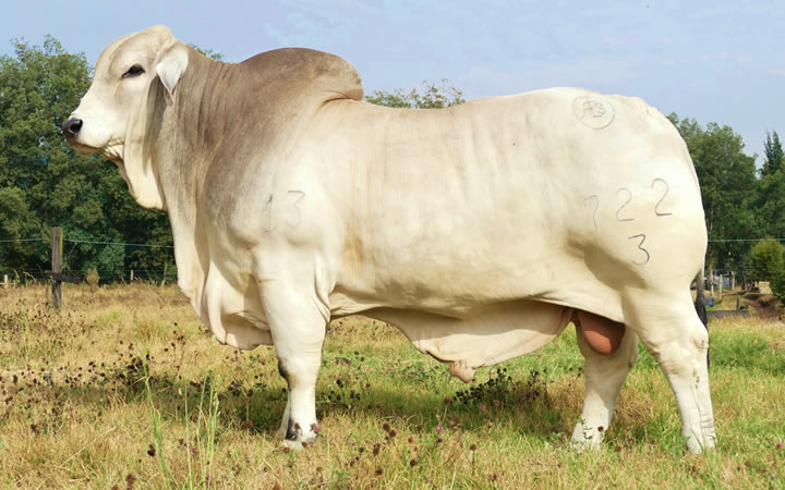 toros-carne-brahman-gris