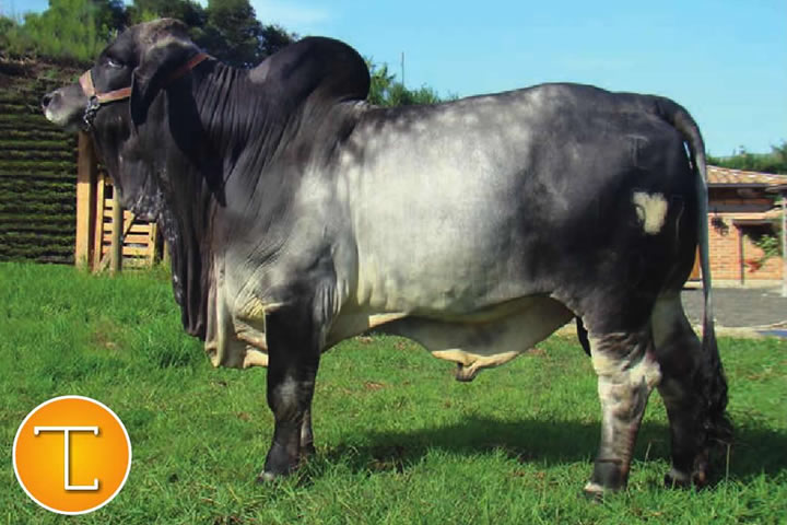 toros-carne-brahman-gris