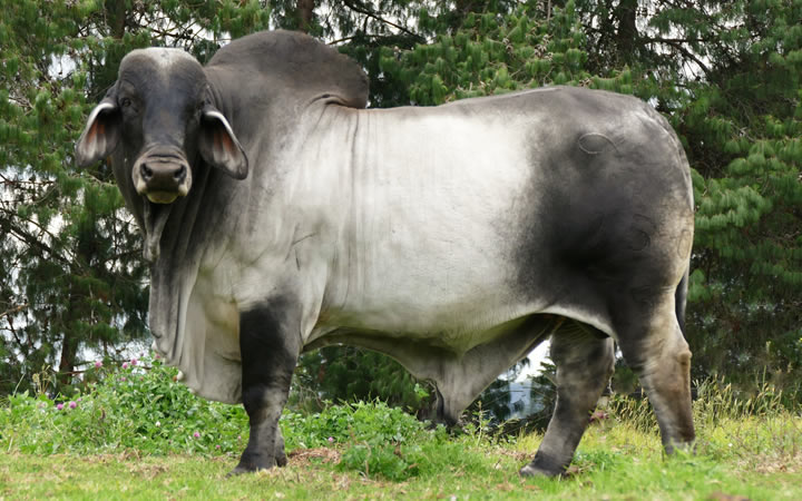 toros-carne-brahman-gris