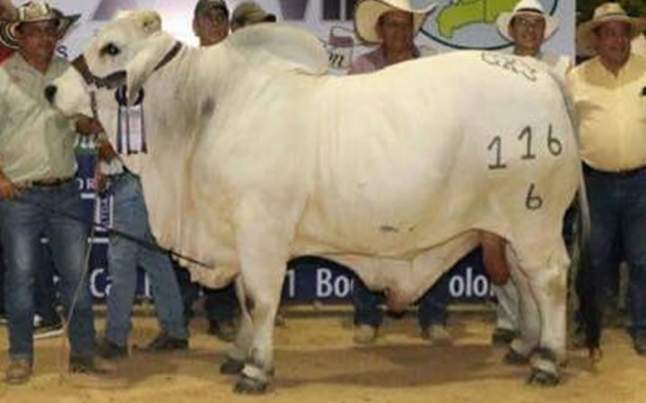 toros-carne-brahman-gris