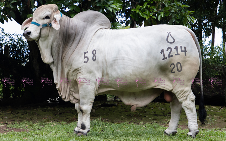 toros-carne-brahman-gris