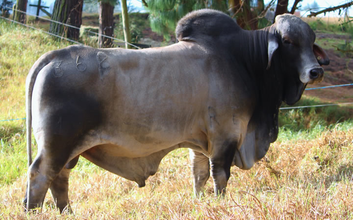 toros-carne-brahman-gris