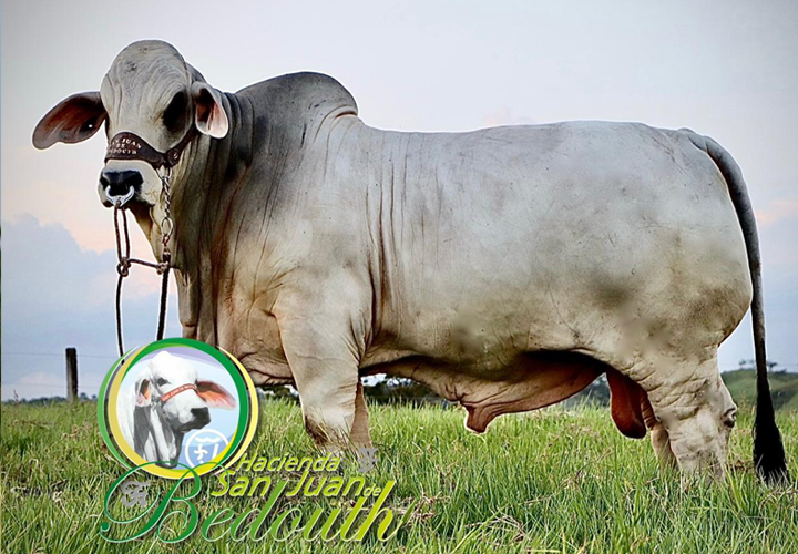toros-carne-brahman-gris