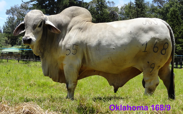 toros-carne-brahman-gris