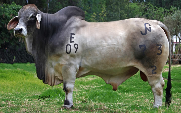 toros-carne-brahman-gris