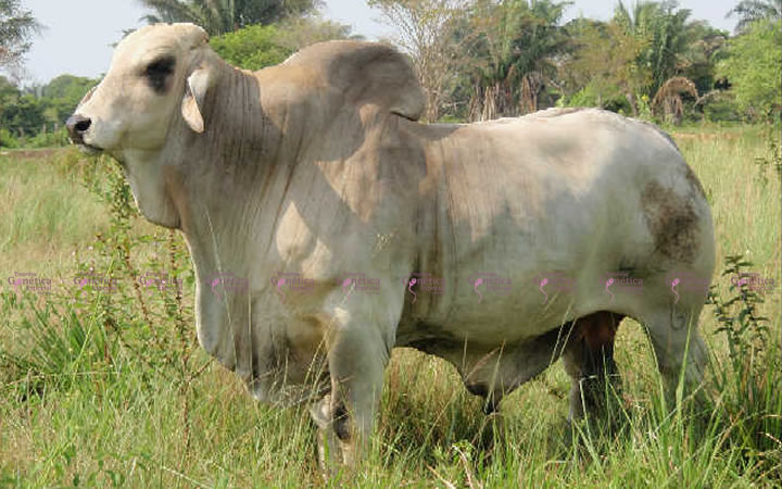 toros-carne-brahman-gris
