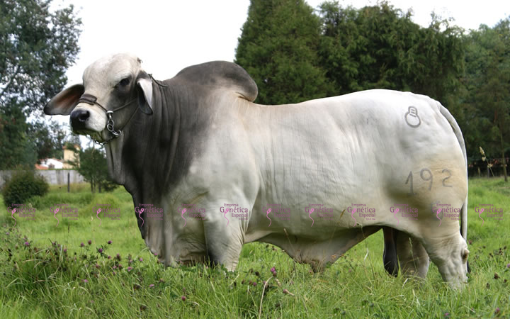 toros-carne-brahman-gris