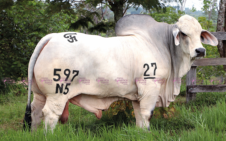 toros-carne-brahman-gris