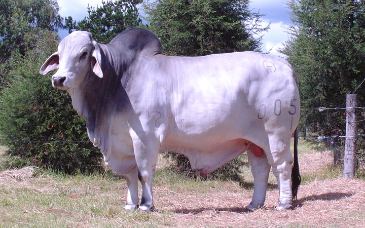 toros-carne-brahman-gris