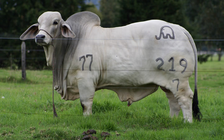 toros-carne-brahman-gris