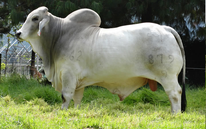toros-carne-brahman-gris