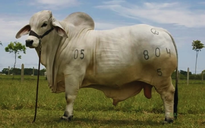 toros-carne-brahman-gris