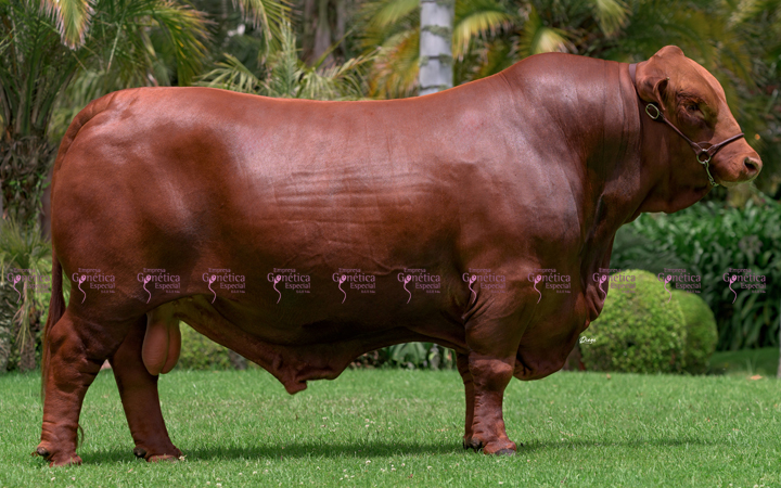 toros-carne-brangus