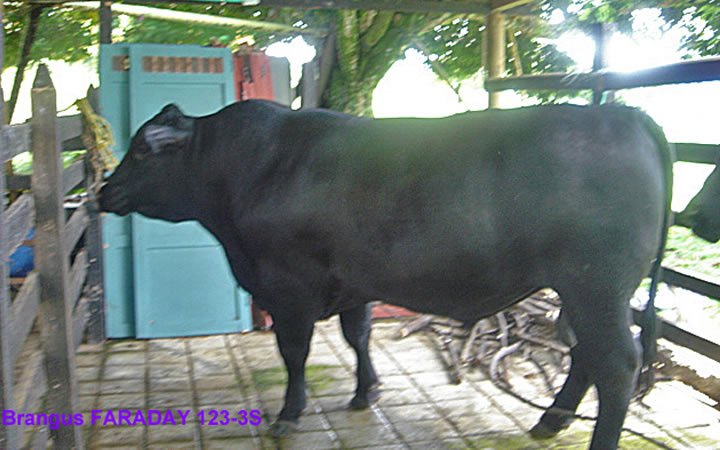 toros-carne-brangus