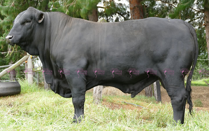 toros-carne-brangus